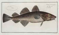 An illustration from Allgemeine Naturgeschichte der Fische. French = Ichtylogie, ou Histoire naturelle : generale et particuliere des poissons (1785)