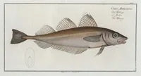 Picture 63 of 416 from Allgemeine Naturgeschichte der Fische. French = Ichtylogie, ou Histoire naturelle : generale et particuliere des poissons (1785), leaf 69