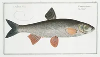 An illustration from Allgemeine Naturgeschichte der Fische. French = Ichtylogie, ou Histoire naturelle : generale et particuliere des poissons (1785)
