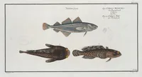 An illustration from Allgemeine Naturgeschichte der Fische. French = Ichtylogie, ou Histoire naturelle : generale et particuliere des poissons (1785)