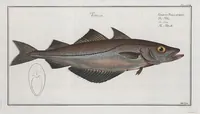 Picture 65 of 416 from Allgemeine Naturgeschichte der Fische. French = Ichtylogie, ou Histoire naturelle : generale et particuliere des poissons (1785), leaf 72