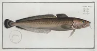 Picture 66 of 416 from Allgemeine Naturgeschichte der Fische. French = Ichtylogie, ou Histoire naturelle : generale et particuliere des poissons (1785), leaf 73