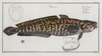 Picture 67 of 416 from Allgemeine Naturgeschichte der Fische. French = Ichtylogie, ou Histoire naturelle : generale et particuliere des poissons (1785), leaf 74