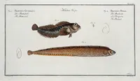 An illustration from Allgemeine Naturgeschichte der Fische. French = Ichtylogie, ou Histoire naturelle : generale et particuliere des poissons (1785)