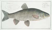 An illustration from Allgemeine Naturgeschichte der Fische. French = Ichtylogie, ou Histoire naturelle : generale et particuliere des poissons (1785)