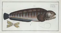 Picture 73 of 416 from Allgemeine Naturgeschichte der Fische. French = Ichtylogie, ou Histoire naturelle : generale et particuliere des poissons (1785), leaf 80