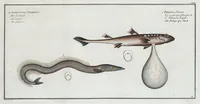 An illustration from Allgemeine Naturgeschichte der Fische. French = Ichtylogie, ou Histoire naturelle : generale et particuliere des poissons (1785)