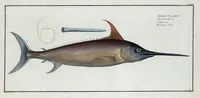 An illustration from Allgemeine Naturgeschichte der Fische. French = Ichtylogie, ou Histoire naturelle : generale et particuliere des poissons (1785)