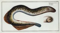 An illustration from Allgemeine Naturgeschichte der Fische. French = Ichtylogie, ou Histoire naturelle : generale et particuliere des poissons (1785)