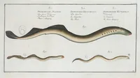Picture 77 of 416 from Allgemeine Naturgeschichte der Fische. French = Ichtylogie, ou Histoire naturelle : generale et particuliere des poissons (1785), leaf 84