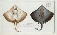 An illustration from Allgemeine Naturgeschichte der Fische. French = Ichtylogie, ou Histoire naturelle : generale et particuliere des poissons (1785)