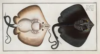 An illustration from Allgemeine Naturgeschichte der Fische. French = Ichtylogie, ou Histoire naturelle : generale et particuliere des poissons (1785)