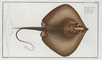 An illustration from Allgemeine Naturgeschichte der Fische. French = Ichtylogie, ou Histoire naturelle : generale et particuliere des poissons (1785)
