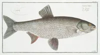 An illustration from Allgemeine Naturgeschichte der Fische. French = Ichtylogie, ou Histoire naturelle : generale et particuliere des poissons (1785)