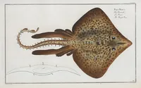 An illustration from Allgemeine Naturgeschichte der Fische. French = Ichtylogie, ou Histoire naturelle : generale et particuliere des poissons (1785)
