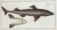 An illustration from Allgemeine Naturgeschichte der Fische. French = Ichtylogie, ou Histoire naturelle : generale et particuliere des poissons (1785)