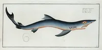 Picture 85 of 416 from Allgemeine Naturgeschichte der Fische. French = Ichtylogie, ou Histoire naturelle : generale et particuliere des poissons (1785), leaf 92