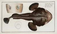 An illustration from Allgemeine Naturgeschichte der Fische. French = Ichtylogie, ou Histoire naturelle : generale et particuliere des poissons (1785)