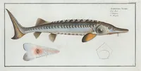 Picture 87 of 416 from Allgemeine Naturgeschichte der Fische. French = Ichtylogie, ou Histoire naturelle : generale et particuliere des poissons (1785), leaf 94