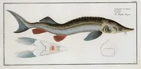 An illustration from Allgemeine Naturgeschichte der Fische. French = Ichtylogie, ou Histoire naturelle : generale et particuliere des poissons (1785)