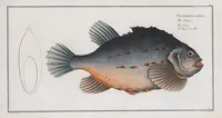 An illustration from Allgemeine Naturgeschichte der Fische. French = Ichtylogie, ou Histoire naturelle : generale et particuliere des poissons (1785)