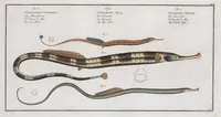 An illustration from Allgemeine Naturgeschichte der Fische. French = Ichtylogie, ou Histoire naturelle : generale et particuliere des poissons (1785)