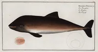 An illustration from Allgemeine Naturgeschichte der Fische. French = Ichtylogie, ou Histoire naturelle : generale et particuliere des poissons (1785)