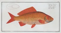 Picture 92 of 416 from Allgemeine Naturgeschichte der Fische. French = Ichtylogie, ou Histoire naturelle : generale et particuliere des poissons (1785), leaf 99
