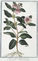 Picture 100 of 713 from Hortus Romanus plantaru (1772), leaf 100