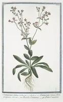 An illustration from Hortus Romanus plantaru (1772)