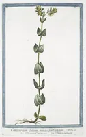 Picture 103 of 713 from Hortus Romanus plantaru (1772), leaf 103