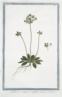 Picture 106 of 713 from Hortus Romanus plantaru (1772), leaf 106