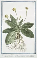 Picture 107 of 713 from Hortus Romanus plantaru (1772), leaf 107
