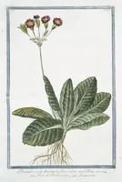 Picture 108 of 713 from Hortus Romanus plantaru (1772), leaf 108
