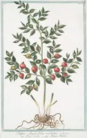 Picture 11 of 713 from Hortus Romanus plantaru (1772), leaf 11