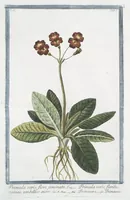 Picture 110 of 713 from Hortus Romanus plantaru (1772), leaf 110