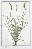 An illustration from Hortus Romanus plantaru (1772)