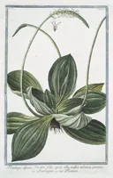 An illustration from Hortus Romanus plantaru (1772)