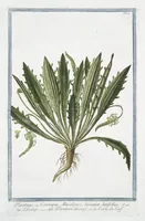 Picture 114 of 713 from Hortus Romanus plantaru (1772), leaf 114