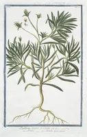 Picture 115 of 713 from Hortus Romanus plantaru (1772), leaf 115