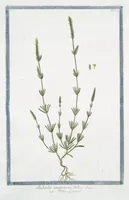 An illustration from Hortus Romanus plantaru (1772)