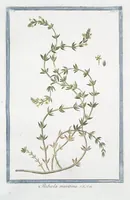 Picture 118 of 713 from Hortus Romanus plantaru (1772), leaf 118