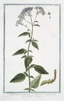 An illustration from Hortus Romanus plantaru (1772)