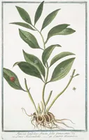 Picture 12 of 713 from Hortus Romanus plantaru (1772), leaf 12