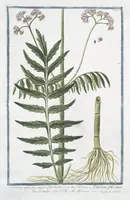 Picture 120 of 713 from Hortus Romanus plantaru (1772), leaf 120