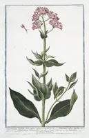 An illustration from Hortus Romanus plantaru (1772)