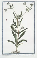 Picture 123 of 713 from Hortus Romanus plantaru (1772), leaf 123