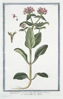 Picture 124 of 713 from Hortus Romanus plantaru (1772), leaf 124