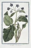 An illustration from Hortus Romanus plantaru (1772)