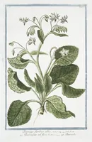 An illustration from Hortus Romanus plantaru (1772)